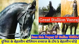  Some Male Progeny Of Stallion VANRAJ || दुनिया के बेहतरीन स्टैलियन वनराज के टोप 5 बेहतरीन घोड़े !🔥