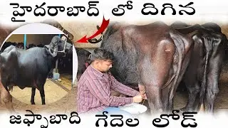 ఎక్కువ పాలిచ్చే జఫ్రాబాది గేదలు high milk Jafarabadi Buffalo's For Sale In Mustapa Dairy Farm #dairy