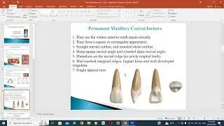 Dental anatomy  Lec.  4 (permanent maxillary central incisor)