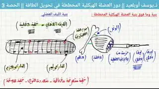 درس دور العضلة الهيكلية المخططة في تحويل الطاقة الحصة 3
