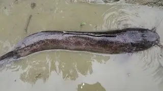 Best hand fishing - Part 16 | fish hunting | fish catching | मछली का शिकार | Охота на рыбу
