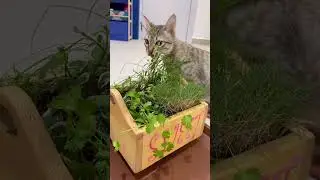 Pet healing garden. Animal naturopath. Pet garden. Pet friendly plants.Cat grass. Dog grass.Kittens.