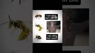 #memes #funny #bees #wasp #hornet #honeybee