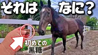 「なんじゃその小さなヤツは…？」今年26歳の大きなおじいちゃん黒馬に小さな黒糖見せた時の反応がこちらです。【ツルマルボーイ様のシモベ】