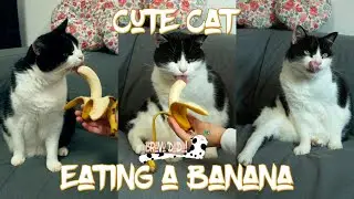 Cat Eating Banana (please read video description) #Shorts