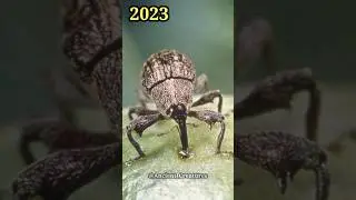 2023 Boll Weevil and 5000 Bce Boll Weevil || Ancient Creatures #shorts #shortvideo #youtubeshorts