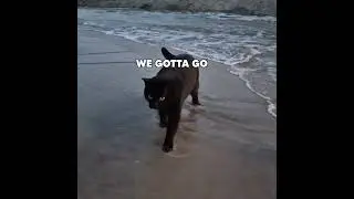 Cat vs Beach
