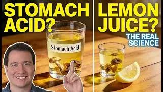 Stomach Acid vs Lemon Tek: How Psilocybin Is ACTUALLY Processed in the Body