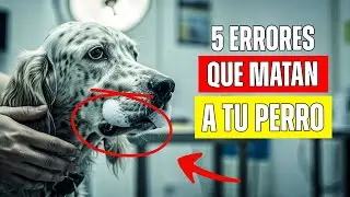 Tu veterinario quedaría en shock si te viera alimentar a tu perro así