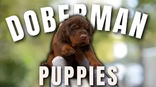 Doberman Pinscher Puppies | The BEST Family Dogs
