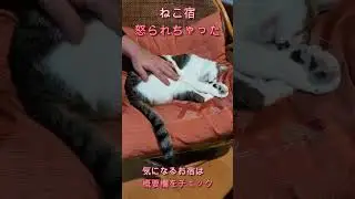 【ねこ宿】怒られちゃった  #まるこちゃんねる #ねこ宿