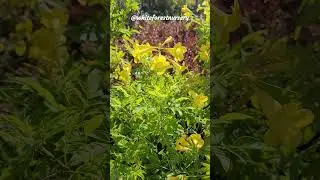 Yellow Bells, Esperanza, Trumpet Flowers