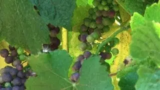 A Year in the Vineyard at Windy Oaks