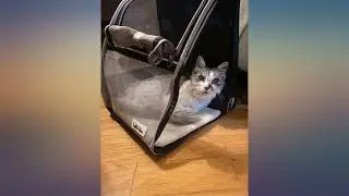 LOLLIMEOW Pet Carrier Backpack for Dogs and Cats,Puppies,Fully Ventilated review