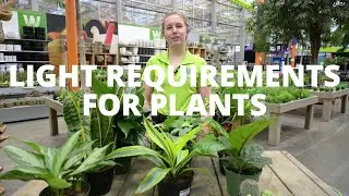 Light Requirements For Plants