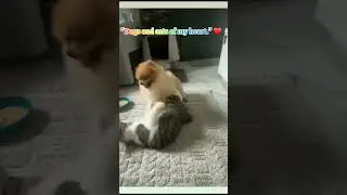 Just look at Morvadi's small eyes🐈🐕❤,#puppy #cute #animallife #shortvideo #dog #pets #funny #pomer