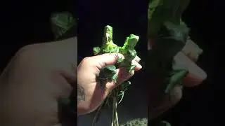 2020 hatch Koks Iguana Farm...