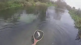 Fly fishing on English southern chalk streams!