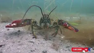 Alaskan lobster | Wild life