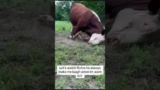 Руфус &mdash; это Руфус #rufusthebull