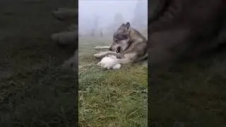 Tiny White Pup Befriends Giant Wolf in Heartwarming PlayTime 😍🌿 #Wildlife #animals #wholesome #wolf