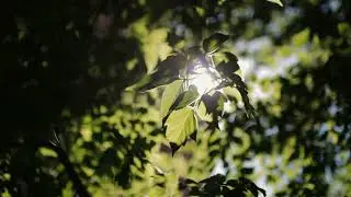 sunlight through tree leaves jungle rainforest nat QQKNGTU