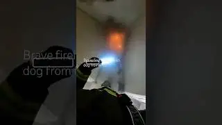 Brave firefighter saves dog from burning house🔥🐶
