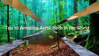 TOP 10 AMAZING ARCTIC BIRDS IN THE WORLD