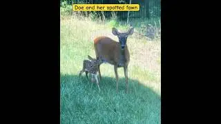 A doe and her spotted fawn.#deer #fawn #nature #wildlife