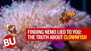 Did You Know That Clownfish Behavior is Dependent Upon a Unique Social Hierarchy?