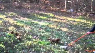5.5  week old  redbone pups on there first scented drag