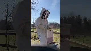 Bee Keeping Basics: Maintain a Good Sense of Humor
