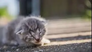 Abandoned Kitten