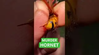 Asian&rsquo;s Terror: Murder Hornet #bee #hornet