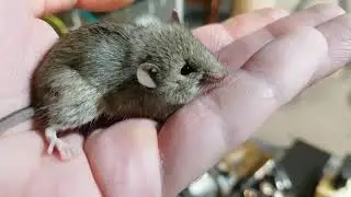что делает КЛЕЩ с мышью