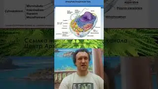 Михаил Никитин | Генетическая автономия митоходрий и хлоропластов #наука #биология #shorts