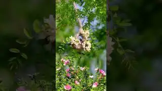 beautiful 🥰 nature status video with love 💞song #nature #shorts #natureshorts #status .