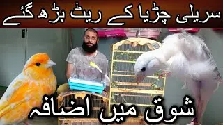 New shipment of canary arrived at Khurram Butt setup | Cheap price birds | Canary | Gloster canary