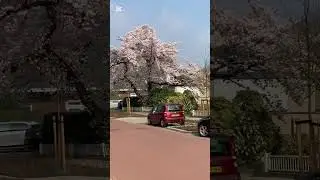 Spring City Walk in the Netherlands