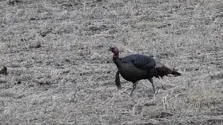 Kansas Turkey hunting trip 2022