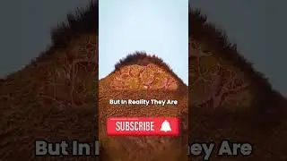 The Secret Power of a Camel's Hump Revealed!