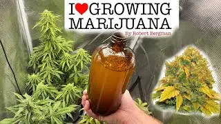 How to Grow Weed & FAILS - Seed to Harvest - Banana Kush Auto ILGM