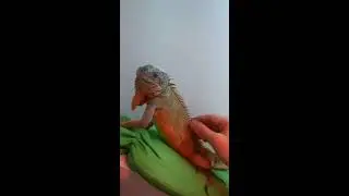 İguana bakımı ve yaşam alanı