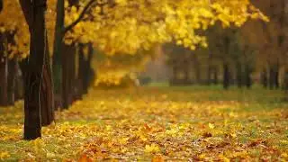 ADHD Relief Music Deep Focus Music for Better Concentration, Study Music