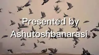 Varanasi | Har Har gange | Cinematic Video | Ashutosh Banarasi 