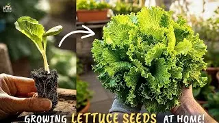 How to Grow Lettuce At Home From Seeds? (STEP BY STEP) 