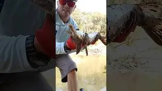 NEEDLE-NOSE GAR IN ALLIGATOR GAR HOTSPOT!!!
