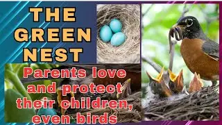 Parents love and protect their children, even birds! #birds #birdslover #robin #robinbird #bird