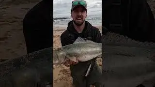 Surf Fishing for Salmon! 💥 Wild Fight in Shallow Water 🎣 #Shorts #FishingAustralia #SalmonFishing