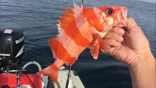 Winter Fishing for ROCKFISH in SoCal!